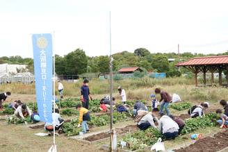 【社会奉仕事業】さつまいもスクール収穫体験(大阪鶴見RC)